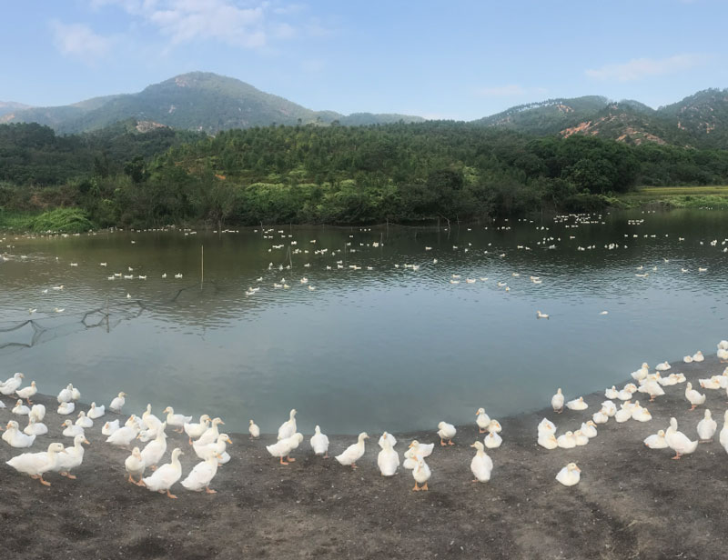 养殖基地