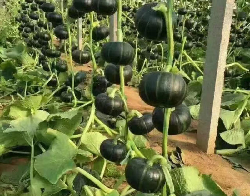 蔬菜种植基地
