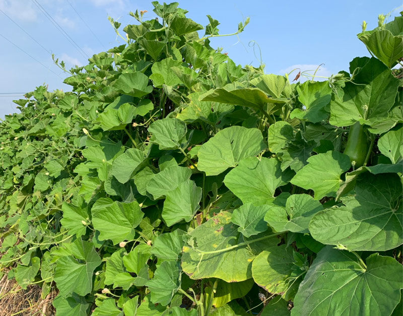 蔬菜种植基地
