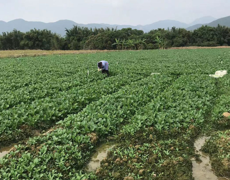 蔬菜种植基地