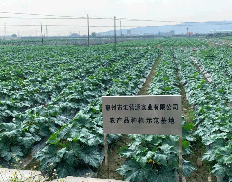 蔬菜种植基地
